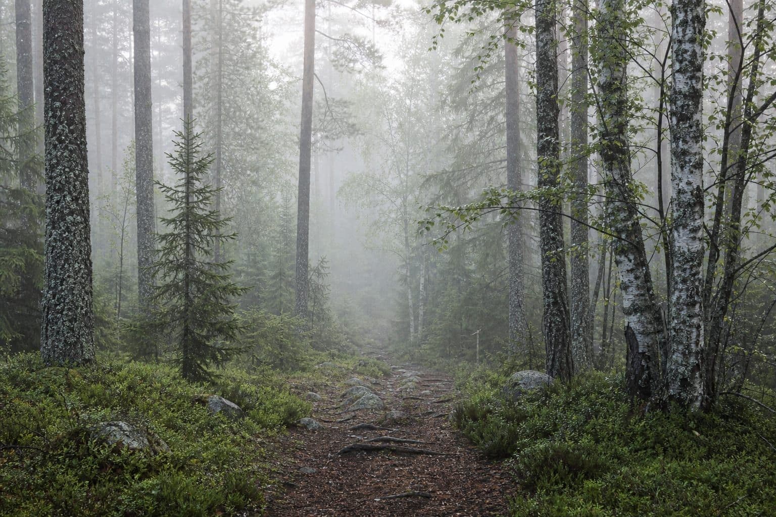 Finnish forest, three generations of patient capital
