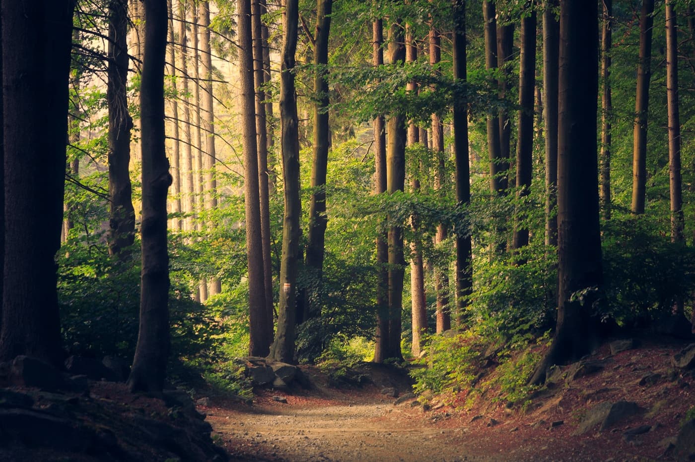 Finnish forest interior